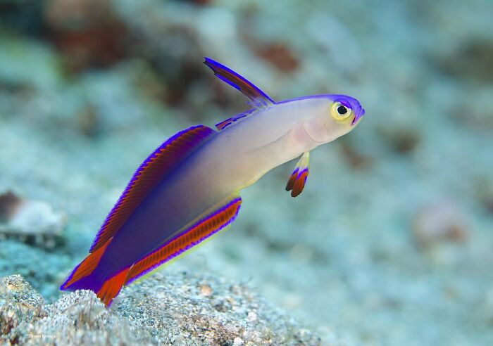 Purple Firefish Brings The Festival To Bali’s Reef Scene