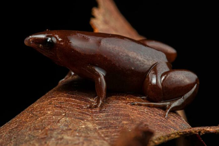 Tapir Frog: The Real-Life Chocolate Frog You Wish You Had