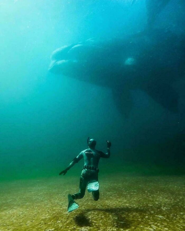Freediver Sharing A Magical Moment With A Whale And Its Baby In Tasmania