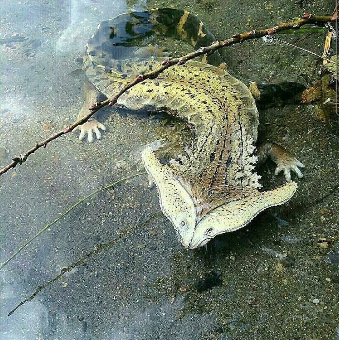 Diplocaulus: The Oddball Amphibian That Looks Like A Boomerang