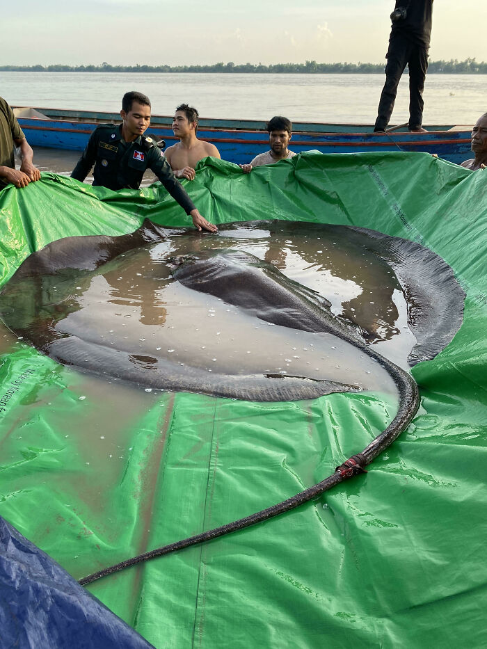 Meet The Giant Freshwater Stingray That Just Took The Crown For Biggest Freshwater Fish