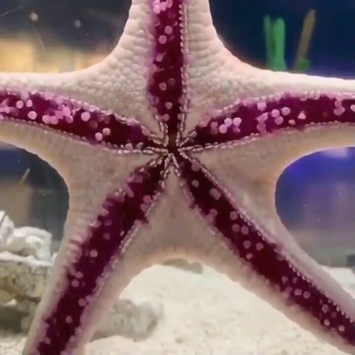 Starfish Got Legs—Hundreds Of Tiny Tube Feet Actually—And They Know How To Use Them