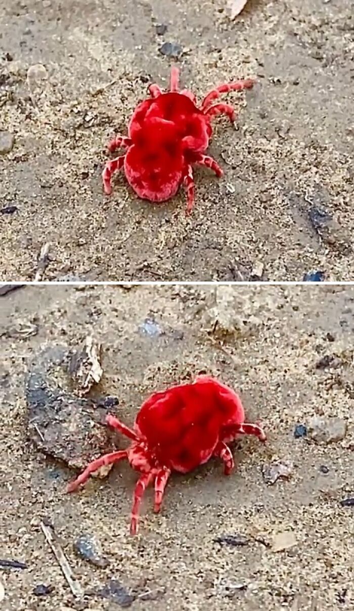 Red Velvet Mite Close-Up—Surprise, It’s Actually Cute