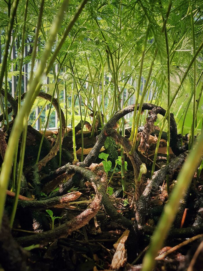 Nature’s Tiny Jungle: Under The Plant Scene Revealed