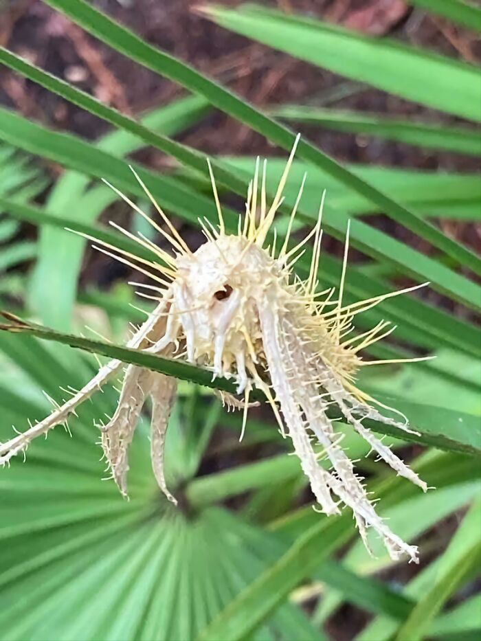 Parasitic Fungus Turning A Moth Into Its Own Zombie Army