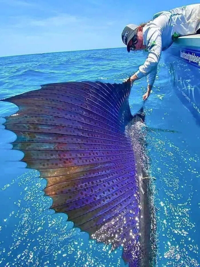 Sailfish Are Basically The Speed Demons Of The Ocean, Clocked At 68mph