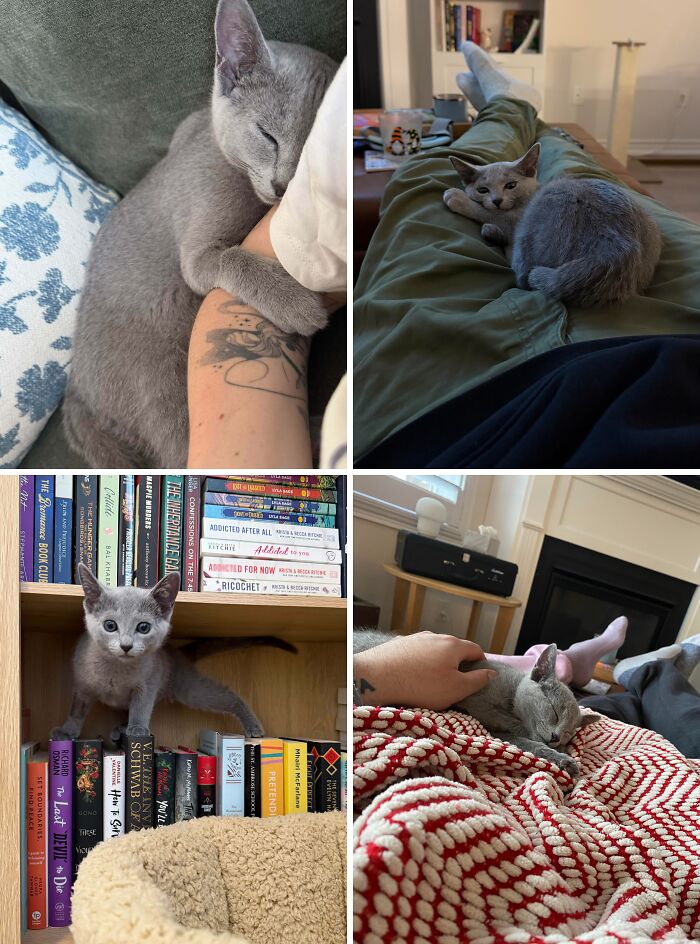 New Cat Parents Over Here! Meet Gus, Our Lucky Charm