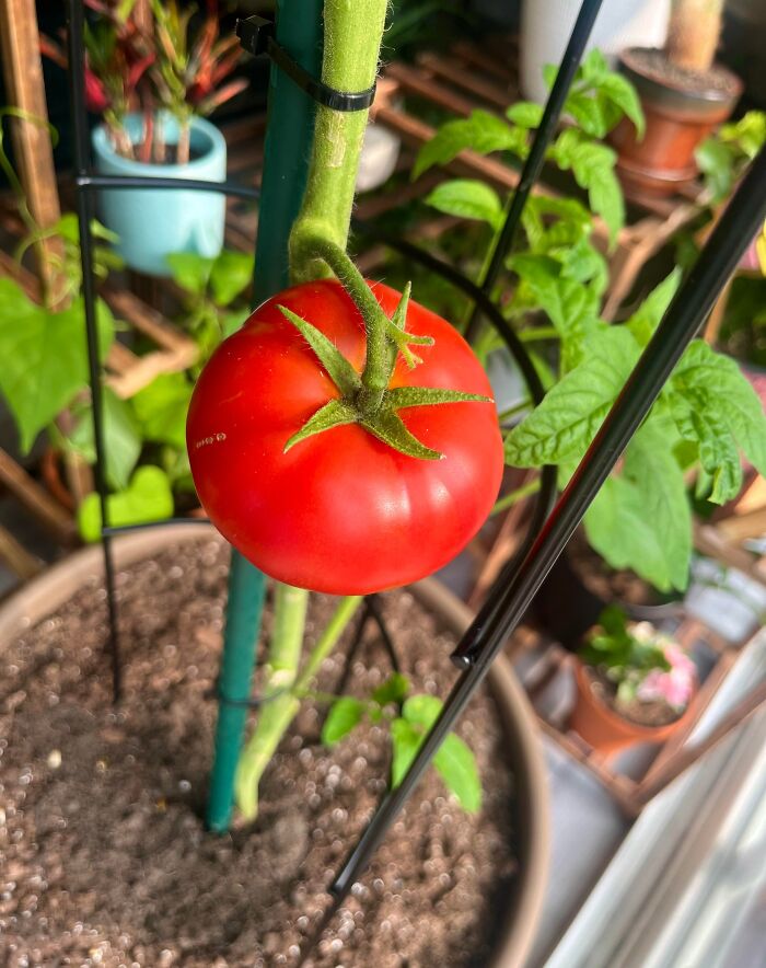 My First Tomato Ever! Grown From Seed and Ready to Shine