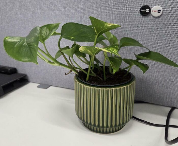 At 33, I Finally Bought My First Plant. Desk Life Just Got Greener!