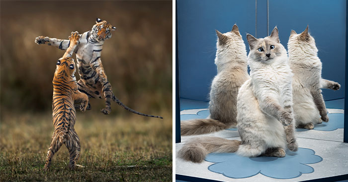 You Won’t Believe These 84 Wild Animal Pics From The 2025 Chromatic Awards!
