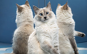 You Won’t Believe These 84 Wild Animal Pics From The 2025 Chromatic Awards!