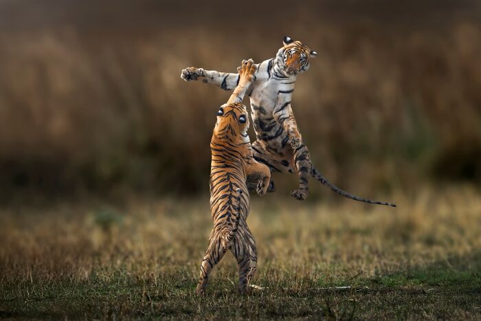 "Sibling Rivalry" By Somdutt Prasad