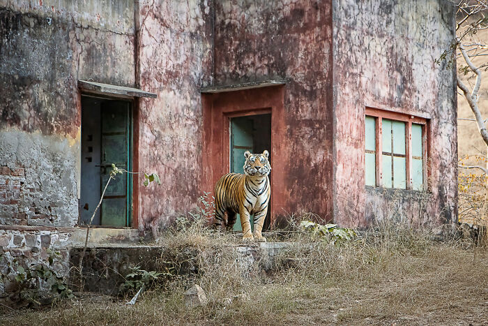 "House Owner" By Itamar Matsry