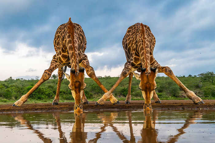 "Giraffes Drinking" By Seppo Tuomaala