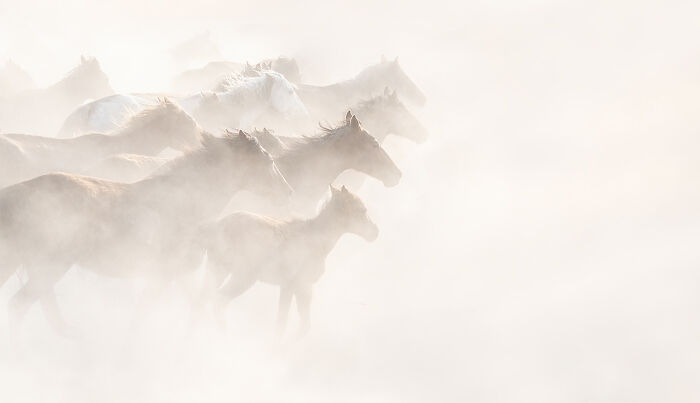 "The Wild Horses Of Anatolia" By Athanasios Maloukos