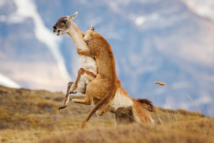 "Hunting" By Kevin Yu Shi