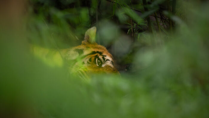 "Tiger: I See You" By Narayanan Iyer