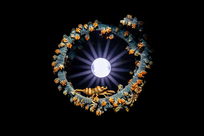 "Starburst Shrimps" By Olivier Martinez