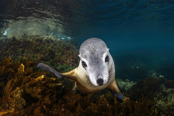 "Sea Puppy Gaze" By Remuna Beca