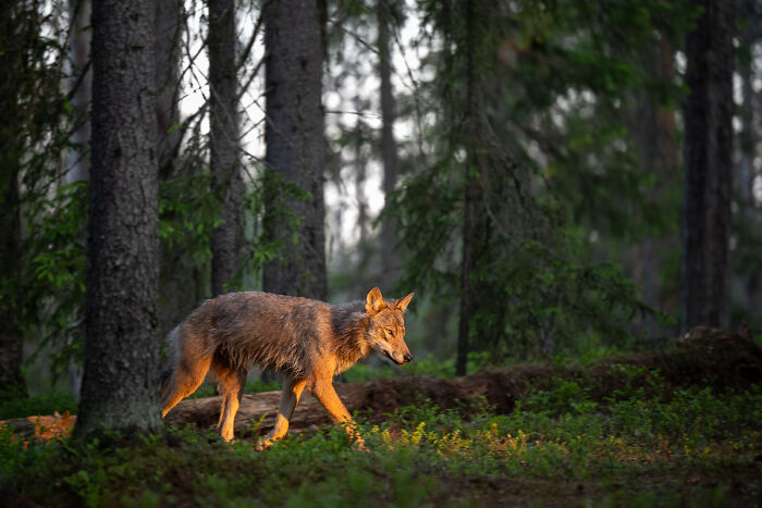 "First Rays Of The Rising Sun" By Tomasz Bednarski
