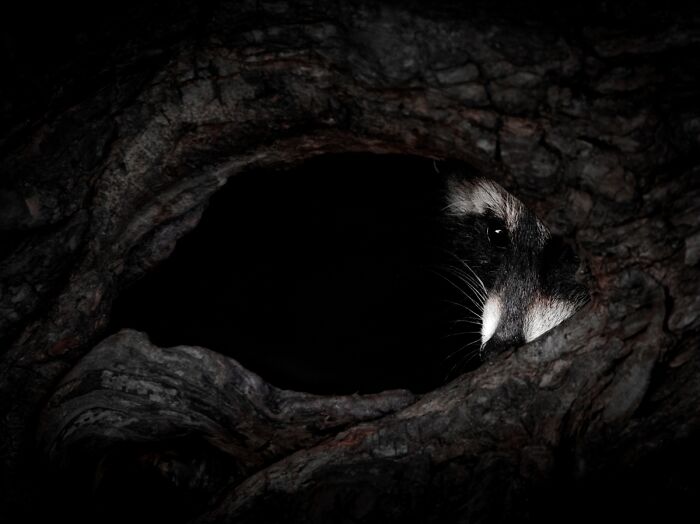 "The Watcher" By Annika Dubbert