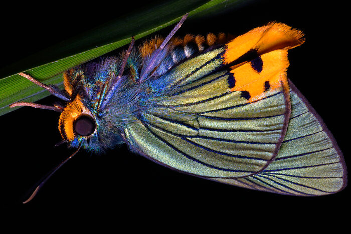 "The Most Colorful Of All Butterflies... The Cameron Highlands Skipper" By Jiri Anderle