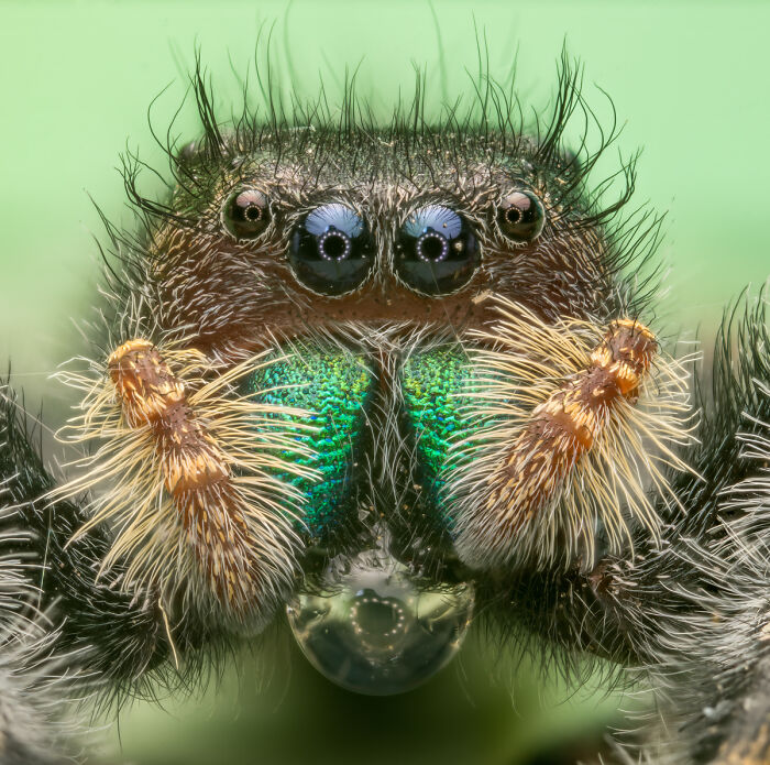You Won’t Believe These 84 Wild Animal Pics From The 2025 Chromatic Awards!