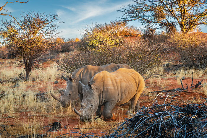 You Won’t Believe These 84 Wild Animal Pics From The 2025 Chromatic Awards!
