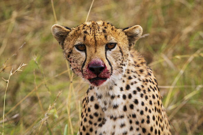 You Won’t Believe These 84 Wild Animal Pics From The 2025 Chromatic Awards!