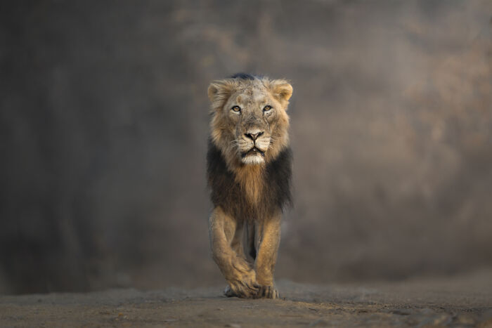 You Won’t Believe These 84 Wild Animal Pics From The 2025 Chromatic Awards!