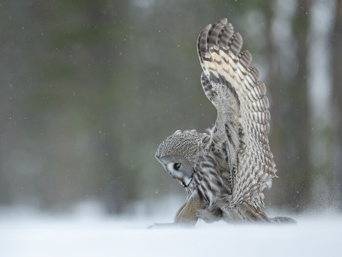 You Won’t Believe These 84 Wild Animal Pics From The 2025 Chromatic Awards!