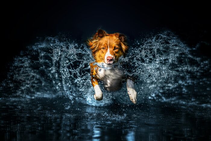 You Won’t Believe These 84 Wild Animal Pics From The 2025 Chromatic Awards!