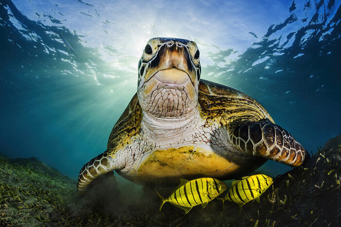You Won’t Believe These 84 Wild Animal Pics From The 2025 Chromatic Awards!