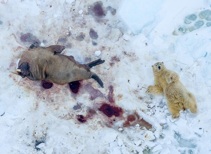 You Won’t Believe These 84 Wild Animal Pics From The 2025 Chromatic Awards!