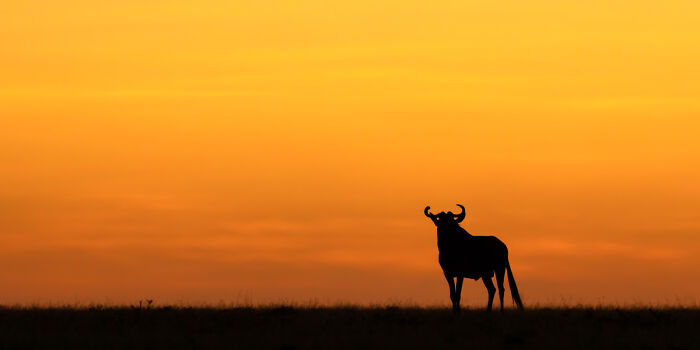 You Won’t Believe These 84 Wild Animal Pics From The 2025 Chromatic Awards!