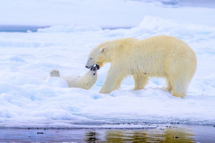 You Won’t Believe These 84 Wild Animal Pics From The 2025 Chromatic Awards!