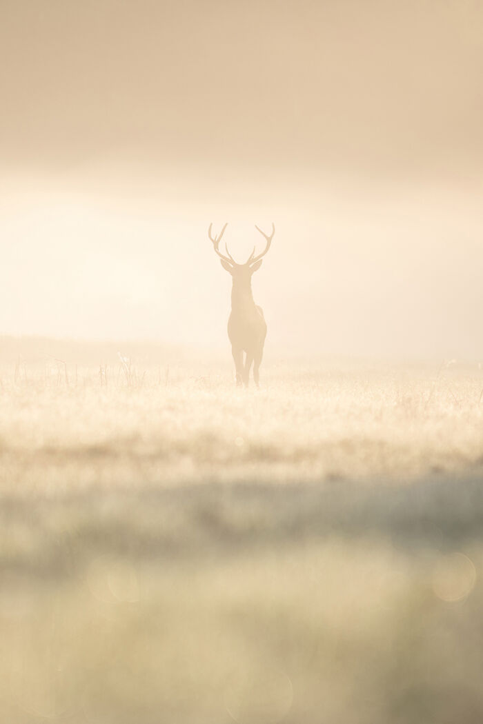 You Won’t Believe These 84 Wild Animal Pics From The 2025 Chromatic Awards!