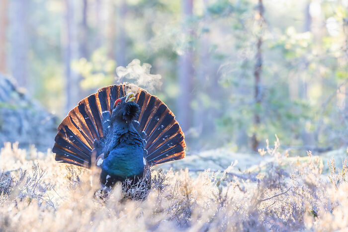 You Won’t Believe These 84 Wild Animal Pics From The 2025 Chromatic Awards!