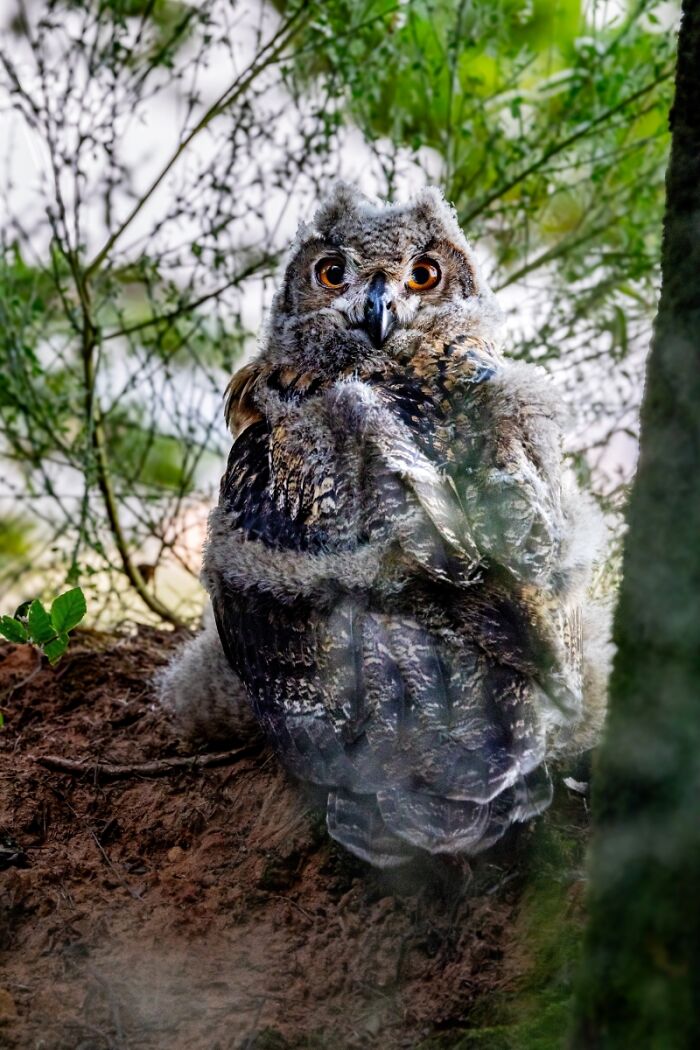 You Won’t Believe These 84 Wild Animal Pics From The 2025 Chromatic Awards!
