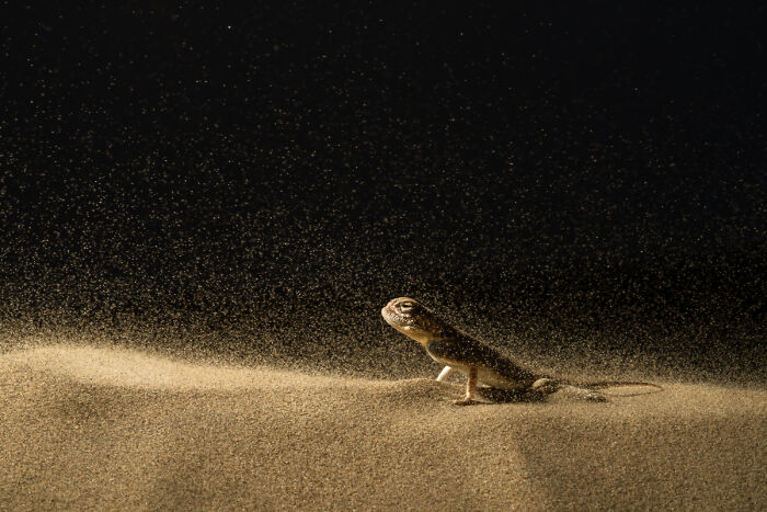 You Won’t Believe These 84 Wild Animal Pics From The 2025 Chromatic Awards!