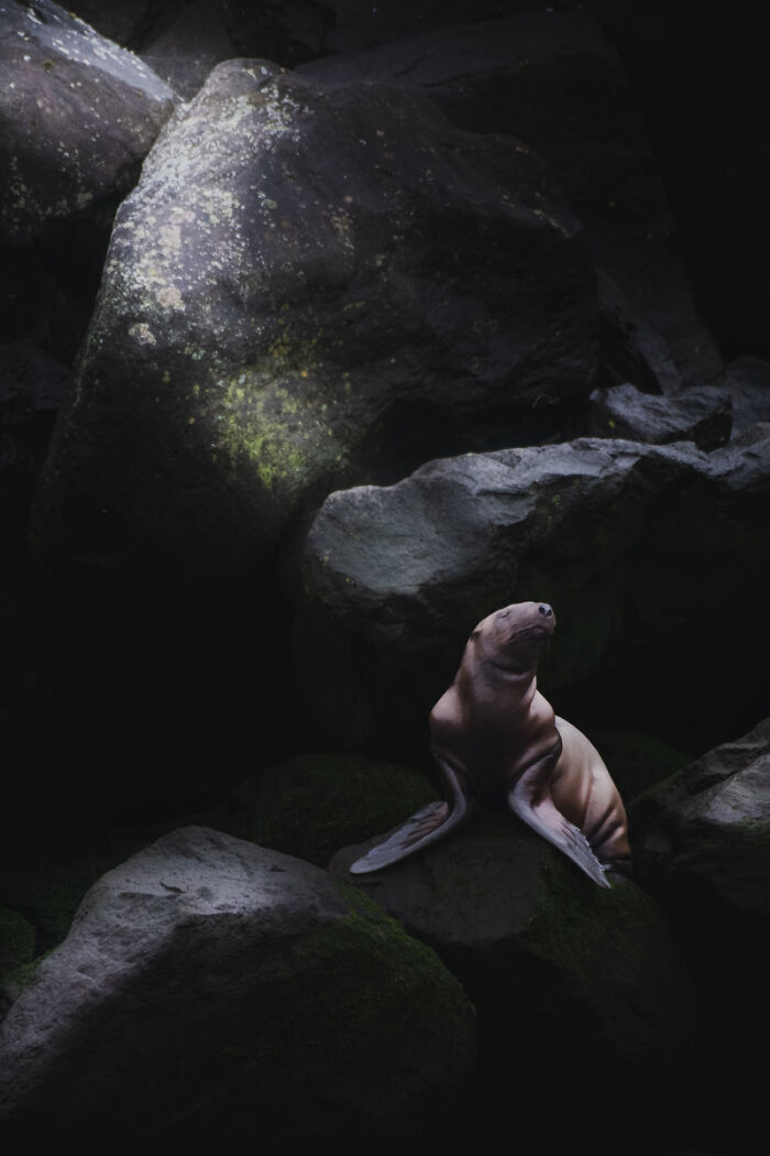 You Won’t Believe These 84 Wild Animal Pics From The 2025 Chromatic Awards!