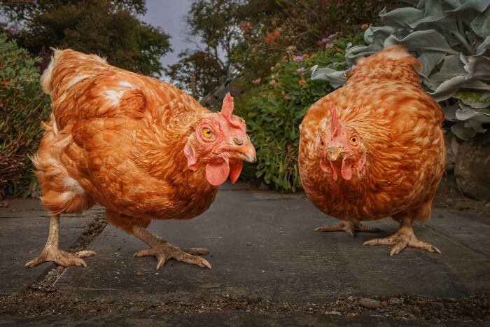 You Won’t Believe These 84 Wild Animal Pics From The 2025 Chromatic Awards!