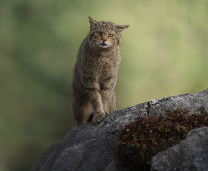 You Won’t Believe These 84 Wild Animal Pics From The 2025 Chromatic Awards!