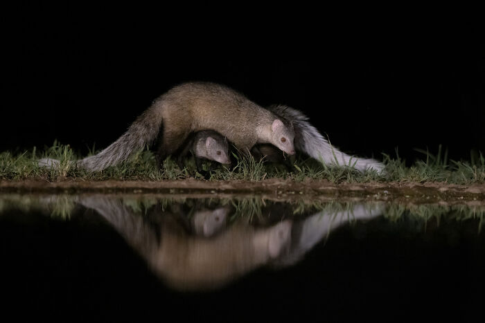 You Won’t Believe These 84 Wild Animal Pics From The 2025 Chromatic Awards!