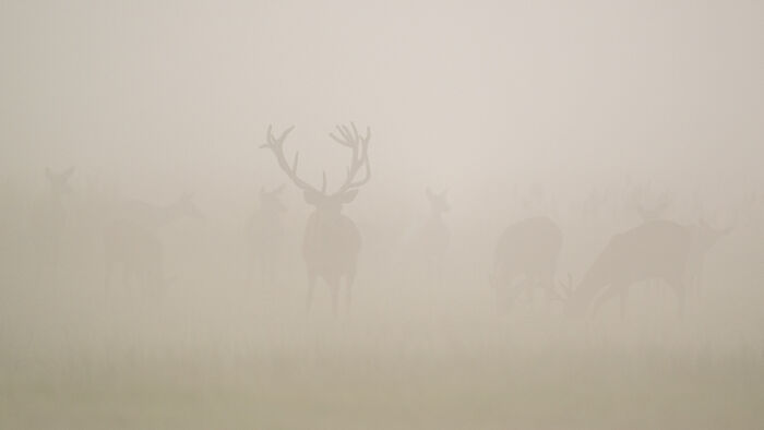 You Won’t Believe These 84 Wild Animal Pics From The 2025 Chromatic Awards!
