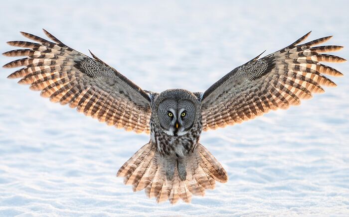 You Won’t Believe These 84 Wild Animal Pics From The 2025 Chromatic Awards!