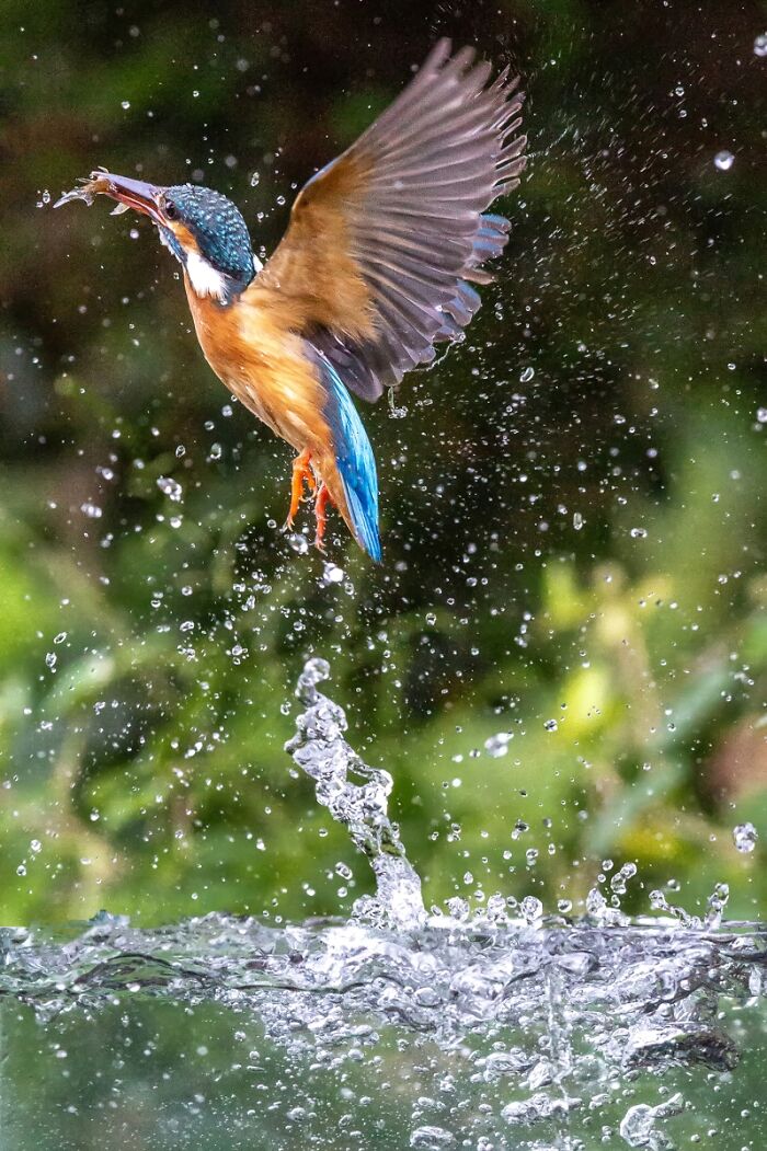 You Won’t Believe These 84 Wild Animal Pics From The 2025 Chromatic Awards!