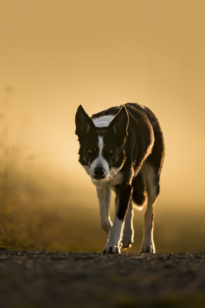 You Won’t Believe These 84 Wild Animal Pics From The 2025 Chromatic Awards!