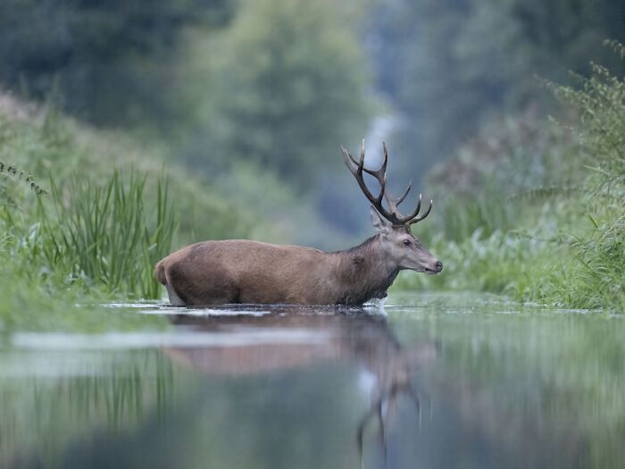 You Won’t Believe These 84 Wild Animal Pics From The 2025 Chromatic Awards!