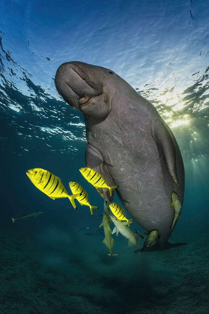 You Won’t Believe These 84 Wild Animal Pics From The 2025 Chromatic Awards!